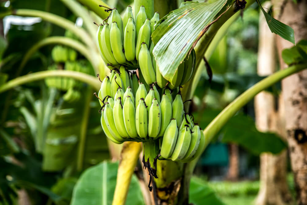 The Fascinating Banana Life Cycle: Exploring the Stages of a Banana Plant