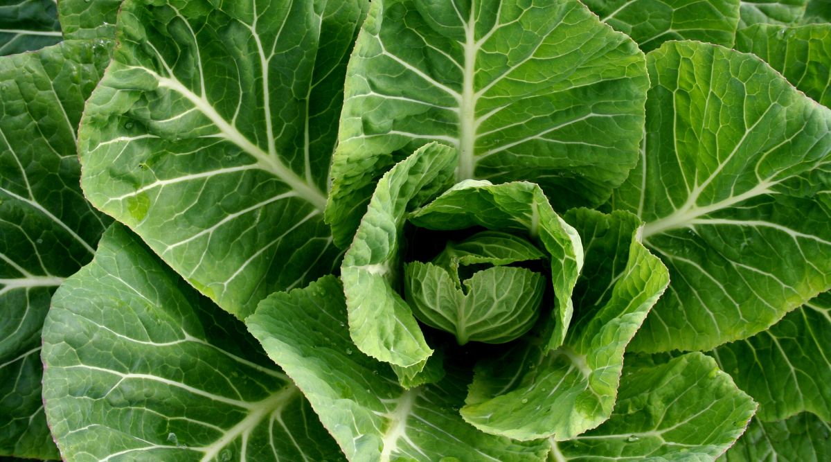 Collard Greens plant