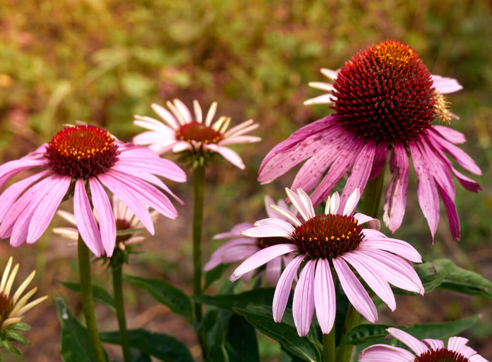 Understanding the Echinacea Life Cycle in Your Garden