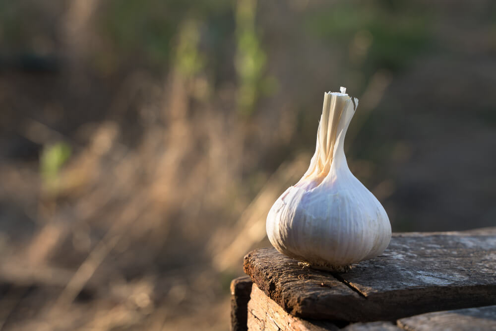 Growing Guide: Understanding the Garlic Life Cycle