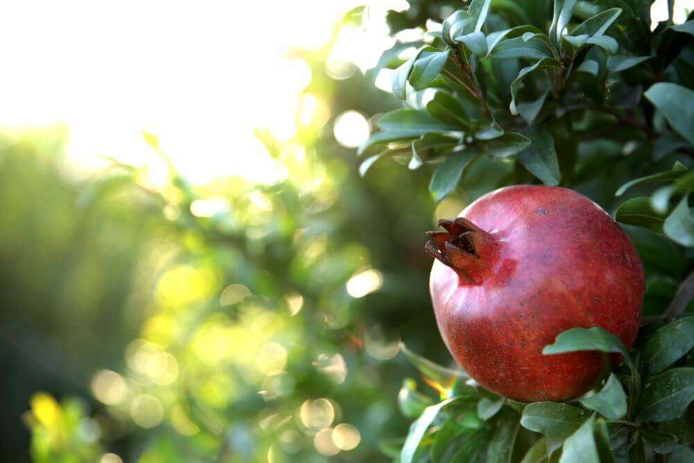 Growing Pomegranate Life Cycle: A Complete Guide