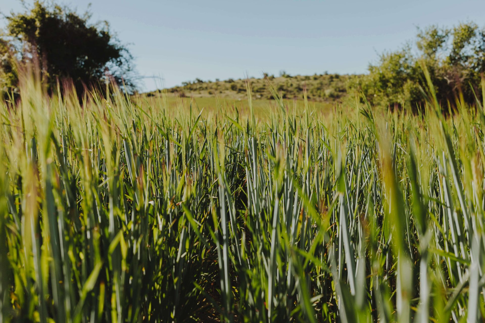 Understanding The Complete Sorghum Life Cycle