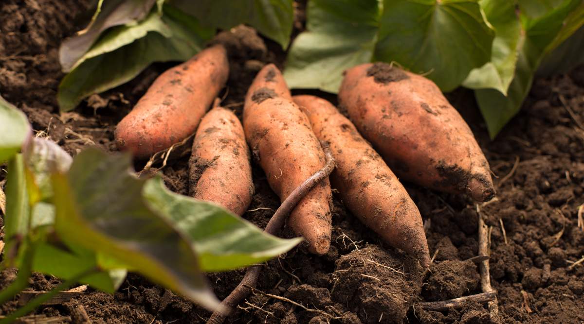sweet potato plant