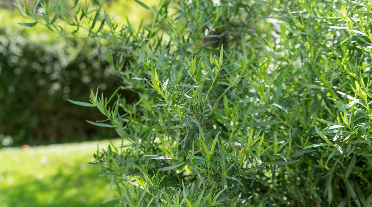 tarragon plant